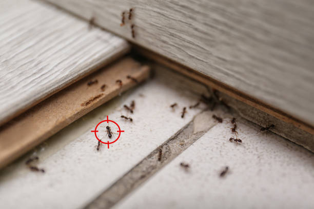 Best Exterminator Services  in Russiaville, IN