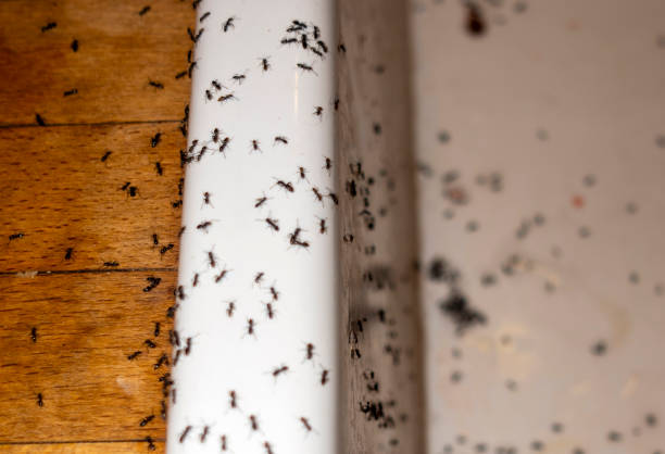 Best Pest Inspection Near Me  in Russiaville, IN